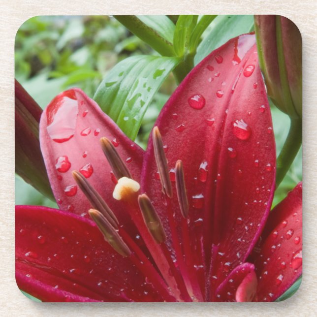 Red Asiatic Lily With Buds Coaster (Front)
