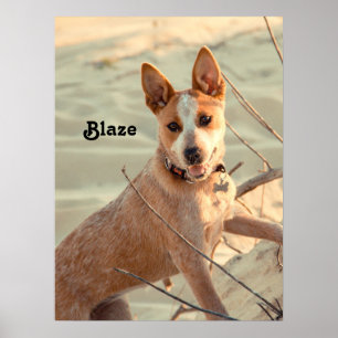 Red Australian Cattle Dog - Heeler - in the snow Poster