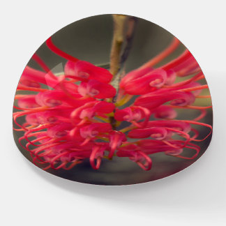 Red Australian Native Grevillea Flower Paperweight