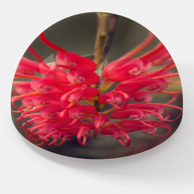 Red Australian Native Grevillea Flower Paperweight (Angled)