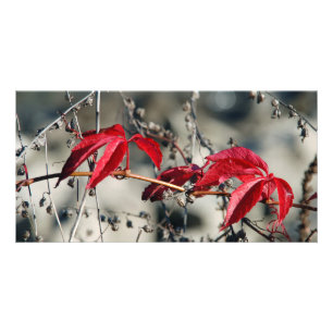 Red autumn Card
