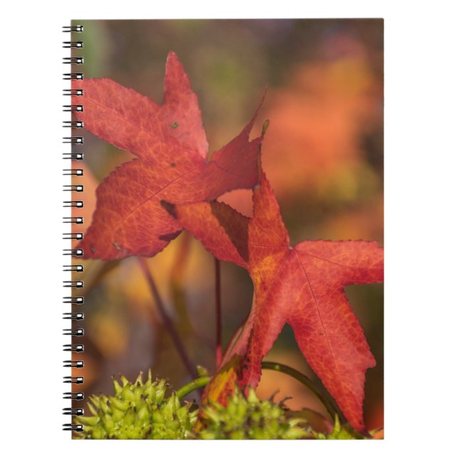 Red autumn leaves notebook (Front)