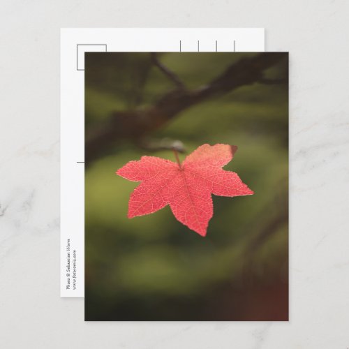 Red Autumn Maple Leaf Nature Photo Postcard