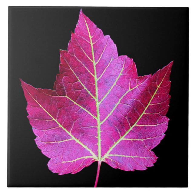Red Autumn Maple Leaf on Black Background Ceramic Tile (Front)