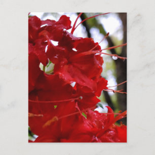 Red Azalea Flowers Postcard