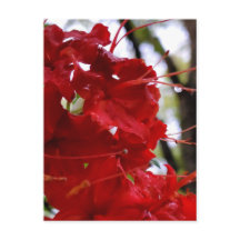 Red Azalea Flowers
