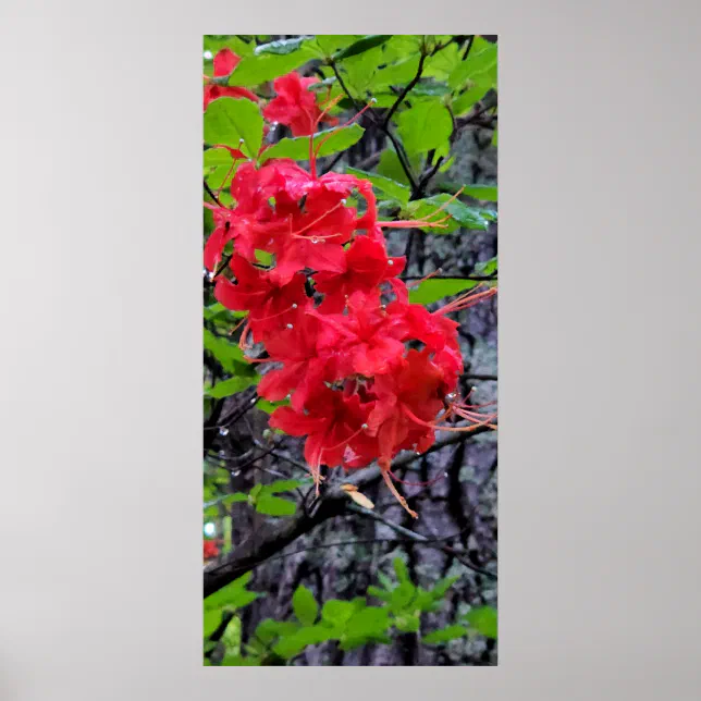 Red Azalea Flowers Poster | Zazzle