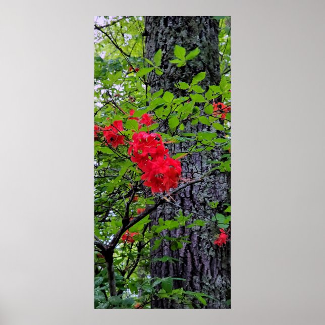 Red Azalea Flowers Poster (Front)