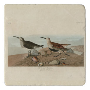 Red backed Sandpiper - Audubon's Birds of America Trivet