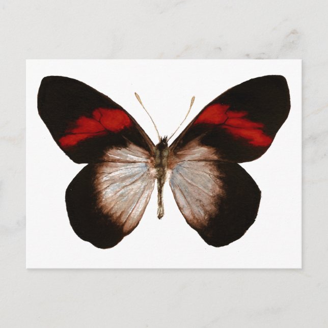 Red Banded Pereute - Customized Postcard (Front)
