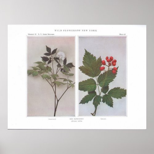 Red Baneberry Flowers and Fruit _ Actaea rubra Poster