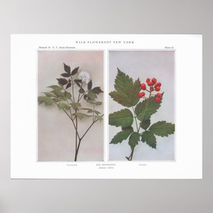 Red Baneberry (Flowers and Fruit)   Actaea rubra Posters