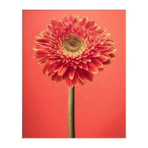 Red Barberton Gerbera Daisy Flower Acrylic Print