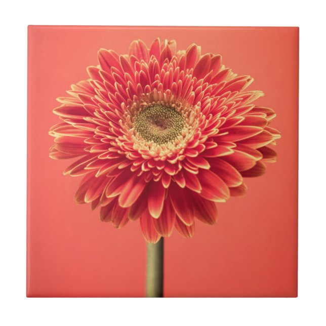 Red Barberton Gerbera Daisy Flower Ceramic Tile (Front)