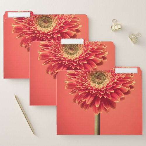 Red Barberton Gerbera Daisy Flower File Folder