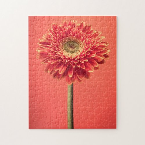 Red Barberton Gerbera Daisy Flower Jigsaw Puzzle