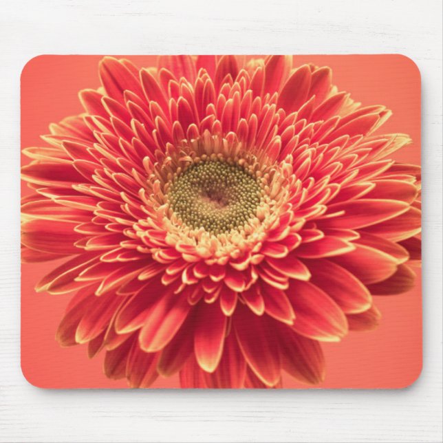 Red Barberton Gerbera Daisy Flower Mouse Pad (Front)