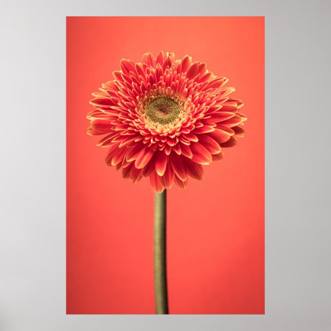 Red Barberton Gerbera Daisy Flower Poster (Front)