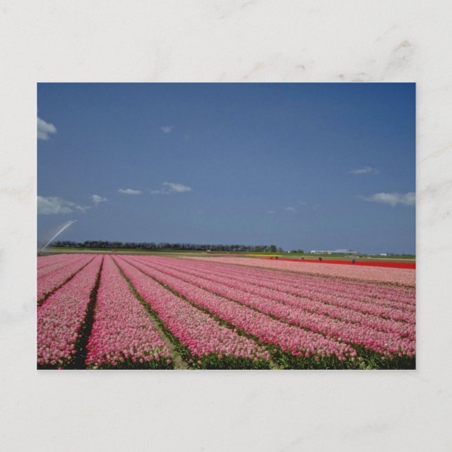 Red Barley fields, Zanskar Ladakh, India flowers Postcard (Front)