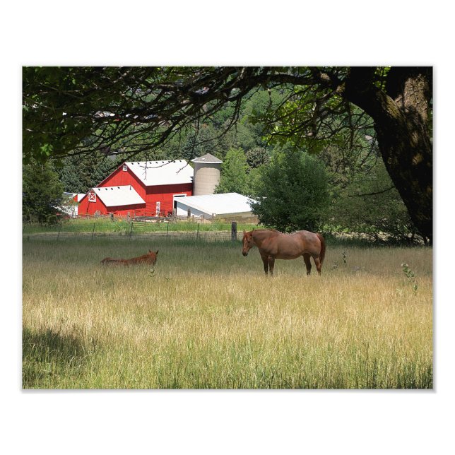Red Barn And Horses Photo Print (Front)