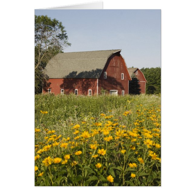 Red Barn and Yellow Wildflowers Cards (Front)