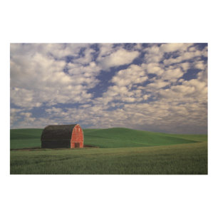 Red barn in wheat & barley field in Whitman 2 Wood Wall Decor