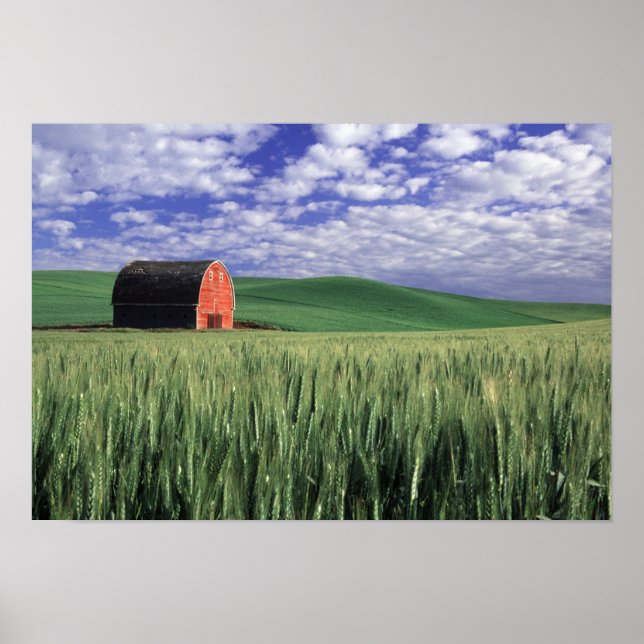 Red barn in wheat & barley field in Whitman Poster (Front)