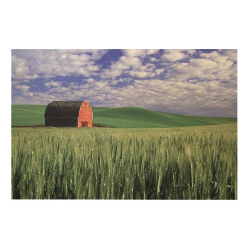 Red barn in wheat  barley field in Whitman Wood Wall Art