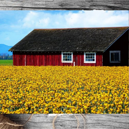 Red Barn Snuggled in Field of Yellow Daffodils Tissue Paper