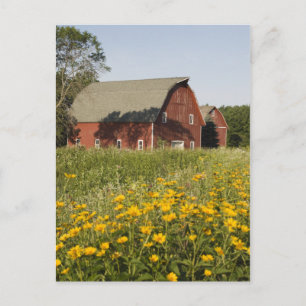 Red Barn with Yellow Wildflowers Postcard