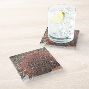 Red Barrel Cactus Desert Plant Landscape Glass Coaster