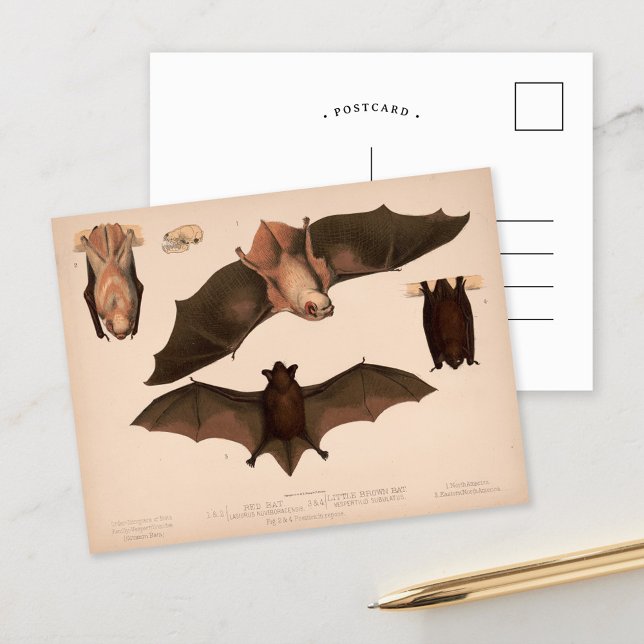 Red Bat, Little Brown Bat | Louis Prang & Co. Postcard (Creator Uploaded)