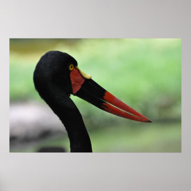 Red beak - poster / print (Front)