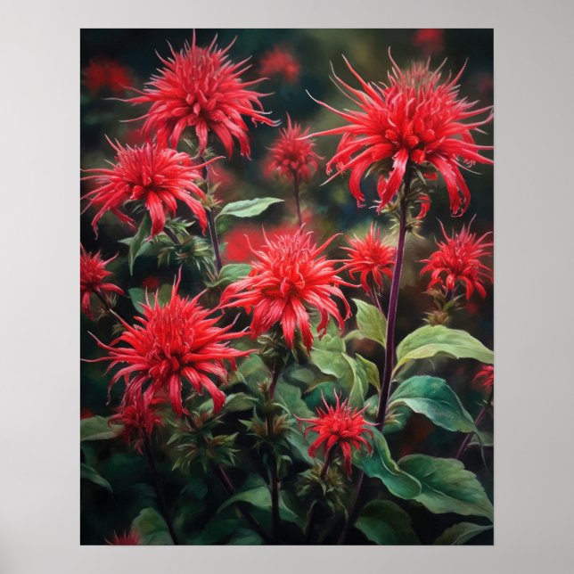 Red Bee Balm Flowers Art Print Poster (Front)