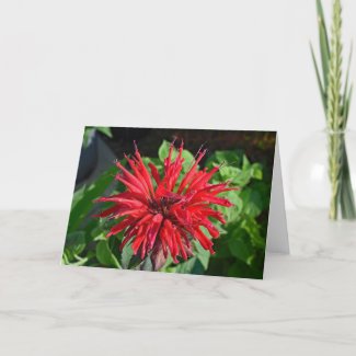 Red Bee Balm Garden Flower Blank Inside Photograph