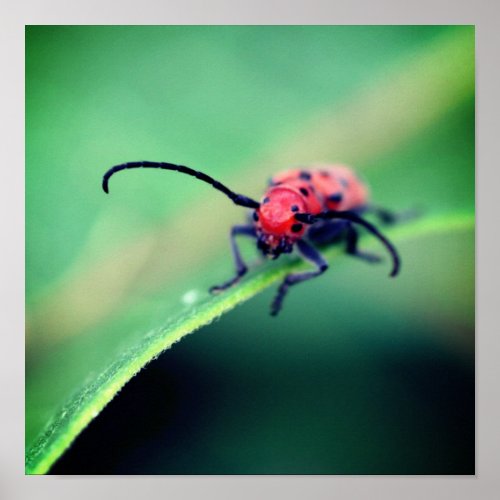 Red Beetle Insect Close Up Poster