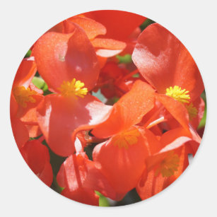 Red Begonia Flower Photo Classic Round Sticker