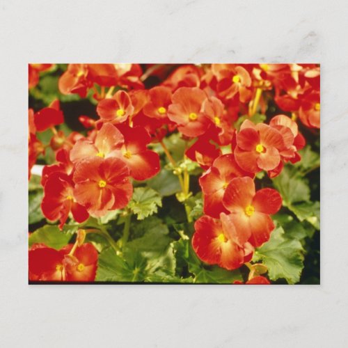 Red Begonia X Rex Cultorum Rex Begonia flowers Postcard