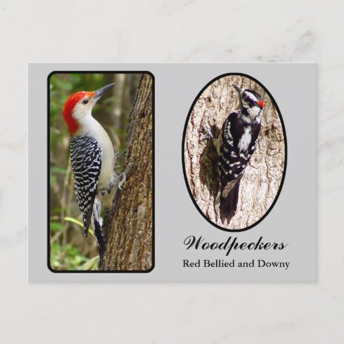 Red Bellied and Downy Woodpecker Postcard