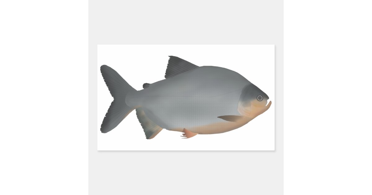 Red-bellied Pacu Rectangular Sticker | Zazzle