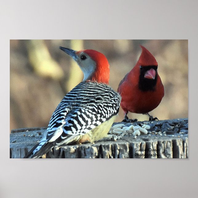 Red-Bellied Woodpeck and Red Cardinal Poster (Front)
