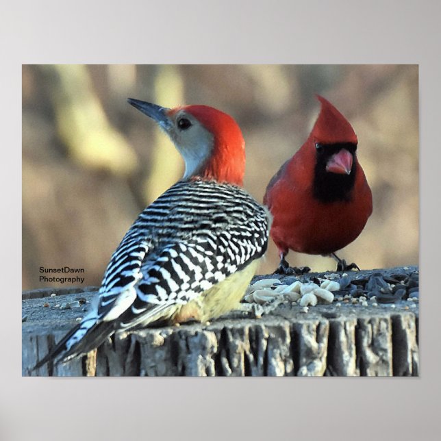 Red-Bellied Woodpeck and Red Cardinal Poster (Front)