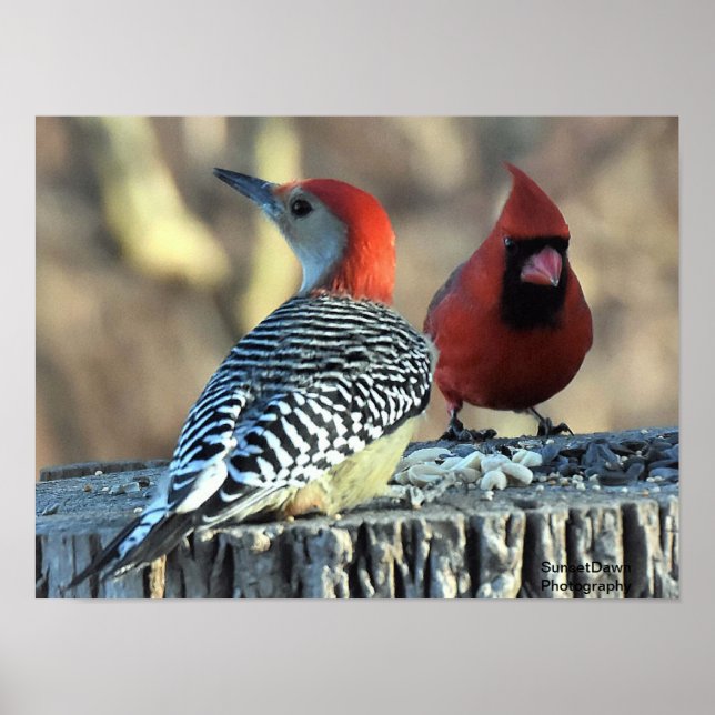 Red-Bellied Woodpeck and Red Cardinal Poster (Front)