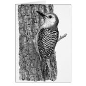 Red-bellied Woodpecker (Front)