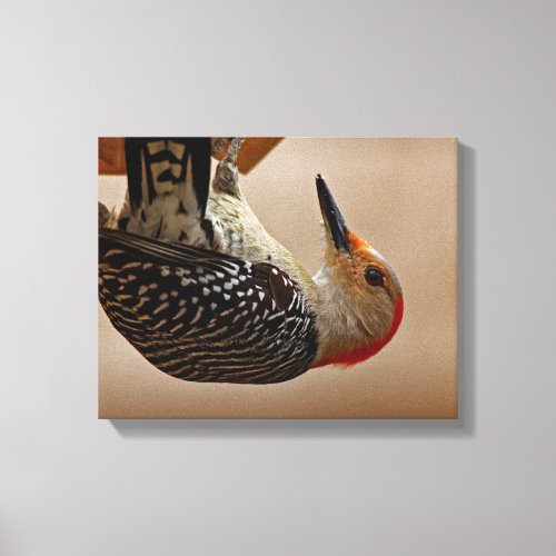 Red_Bellied Woodpecker 11x14 Canvas Print