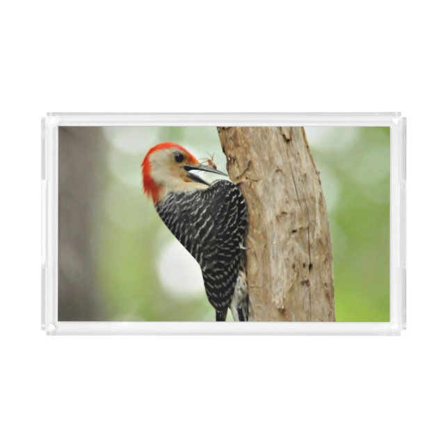 Red-Bellied Woodpecker Acrylic Tray (Front)