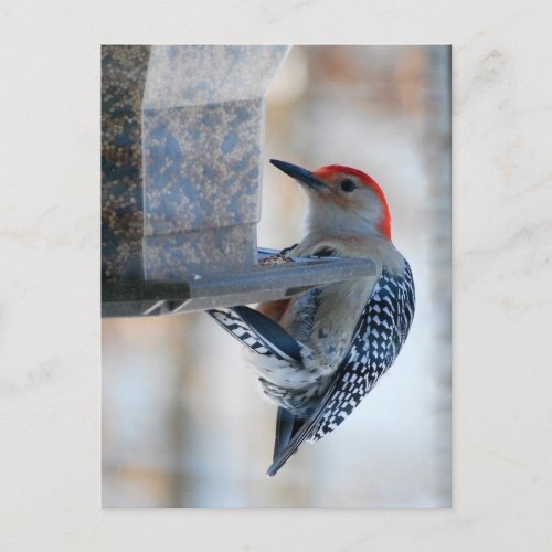 Red_bellied Woodpecker at Bird Feeder Postcard