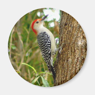 Red bellied Woodpecker Bird Magnet