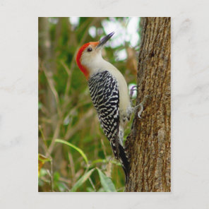 Red Bellied Woodpecker Bird Postcard
