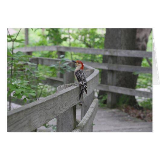 Red-bellied woodpecker cards (Front Horizontal)
